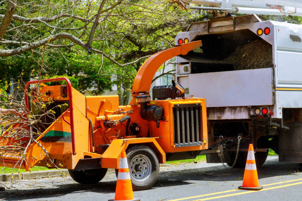 Best Tree Health Inspection  in Bonne Terre, MO